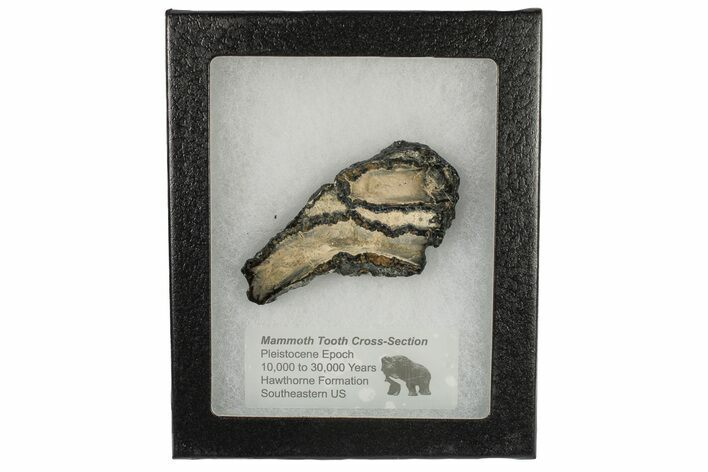 Mammoth Molar Slice with Case - South Carolina #193870